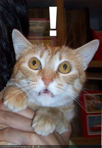 funny-pictures-exclamation-cat funny-pictures-exclamation-cat