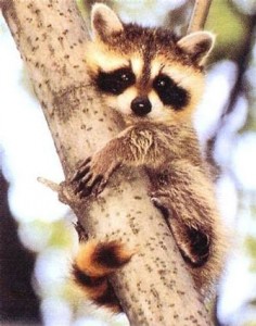 raccoon1