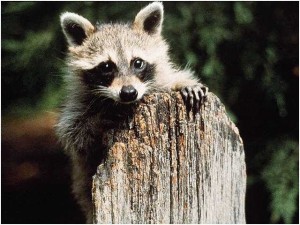 raccoon2