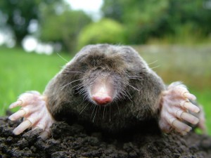 Close-up_of_mole2